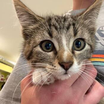 Tide -  Domestic Short Hair Cat for Adoption in West Des Moines, Iowa - Tide | PetCurious
