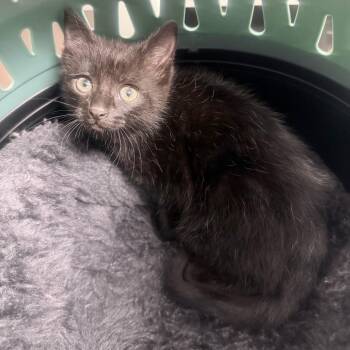 Domestic Short Hair Cats Available for Adoption in Jupiter, Florida - Clove | PetCurious