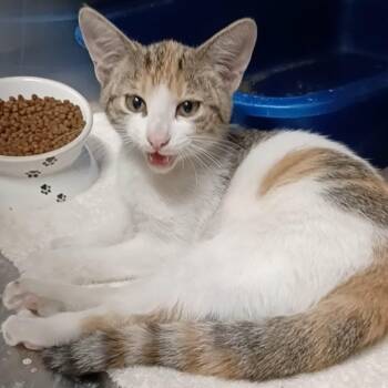Patches -  Domestic Short Hair Cat for Adoption in Oak Park, Illinois - Patches | PetCurious