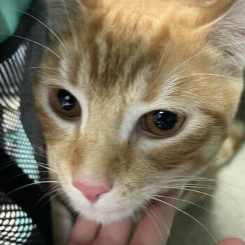 Ivy Neequqye -  Domestic Short Hair Cat for Adoption in Philadelphia, Pennsylvania - Ivy Neequqye | PetCurious