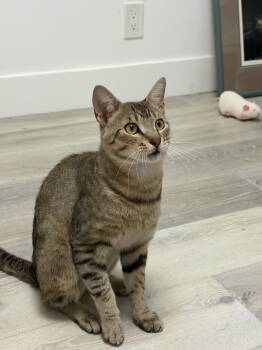Dune -  Domestic Short Hair Cat for Adoption in Oakland, California - Dune | PetCurious