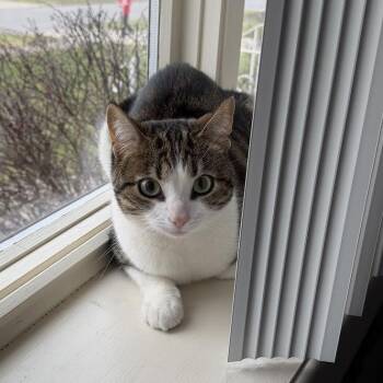 Domestic Short Hair Cats Available for Adoption - Gilly | PetCurious