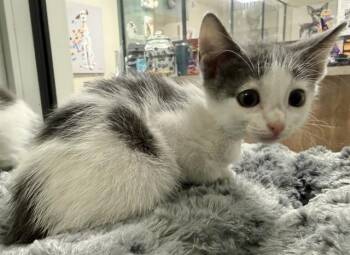 Rescue Domestic Short Hair Cats for Adoption in Sarasota, Florida - PATCHWORK | PetCurious