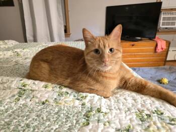 Bert -  Tabby and Domestic Short Hair Cat for Adoption in Skyline, Minnesota - Bert | PetCurious