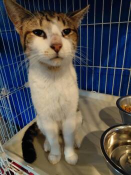 Domestic Short Hair Cats Available for Adoption in Landenberg, Pennsylvania - Frankie | PetCurious