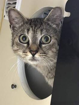 ASIA -  Domestic Short Hair Cat for Adoption in Dedham, Massachusetts - ASIA | PetCurious