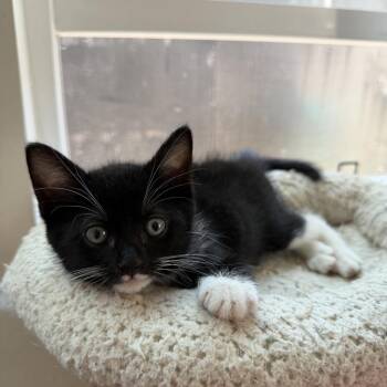 Peanut -  Domestic Medium Hair Cat for Adoption in Los Angeles, California - Peanut | PetCurious