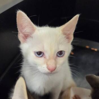 Buzz -  Siamese Cat for Adoption in Chattanooga, Tennessee - Buzz | PetCurious