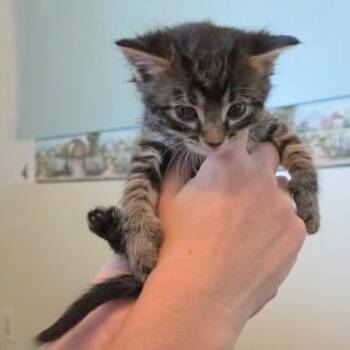 Domestic Short Hair Cats Available for Adoption in Fairway, Kansas - Willow | PetCurious