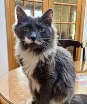 Anthony -  Domestic Long Hair Cat for Adoption in Orland Park, Illinois - Anthony | PetCurious