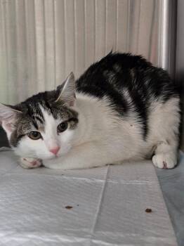 Domestic Short Hair Cats Available for Adoption - Juniper | PetCurious