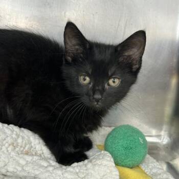 Angela -  Domestic Short Hair Cat Available for Adoption in Matteson, Illinois - Angela | PetCurious