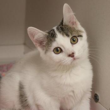 Aprilia -  Domestic Short Hair Cat for Adoption in Champaign, Illinois - Aprilia | PetCurious