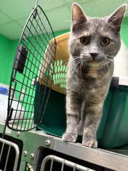 Domestic Short Hair Cats Available for Adoption in Olean, New York - Turtle | PetCurious
