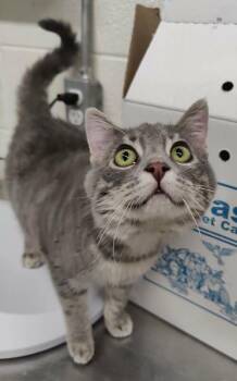 Domestic Short Hair Cats Available for Adoption - Lily | PetCurious