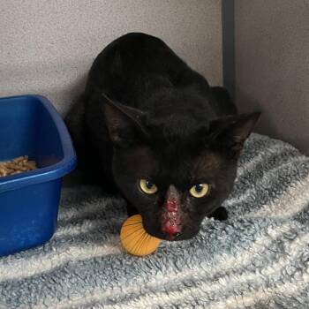 Yogi -  Domestic Short Hair Cat for Adoption in Port Charlotte, Florida - Yogi | PetCurious
