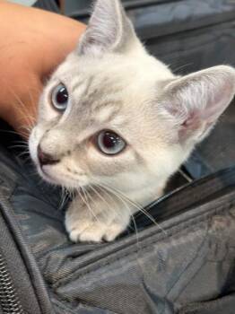 Wanda -  Domestic Short Hair Cat for Adoption in Memphis, Tennessee - Wanda | PetCurious