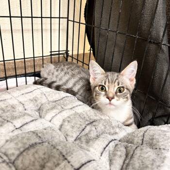 Onion -  Domestic Short Hair Cat for Adoption in Myerstown, Pennsylvania - Onion | PetCurious