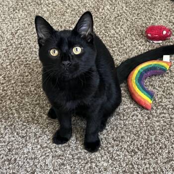 Paco -  Domestic Short Hair Cat for Adoption in Marina, California - Paco | PetCurious
