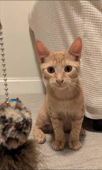 Ping Pong -  Domestic Short Hair Cat for Adoption in Pikesville, Maryland - Ping Pong | PetCurious