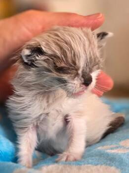 Miso;;. -  Domestic Medium Hair Cat for Adoption in Palmer, Alaska - Miso;;. | PetCurious