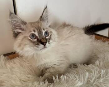 Regis (Rosie) -  Ragdoll Cat for Adoption in Davis, California - Regis (Rosie) | PetCurious