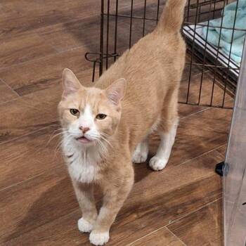 Rescue Domestic Short Hair Cats for Adoption in Laurel, Maryland - Say Hello To Colby! | PetCurious