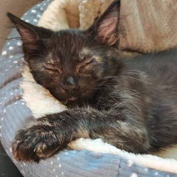 Rescue Tortoiseshell and Domestic Short Hair Cats for Adoption in Sacramento, California - Shaya *COURTESY POST* | PetCurious