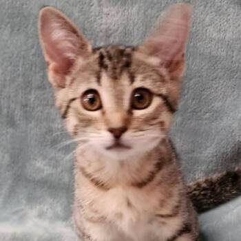 Watermelon -  Domestic Short Hair Cat for Adoption in Orangevale, California - Watermelon | PetCurious