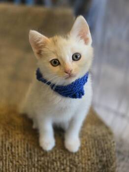 Domestic Short Hair Cats Available for Adoption in San Jose, California - Baby Kat Bonded W/Mable | PetCurious