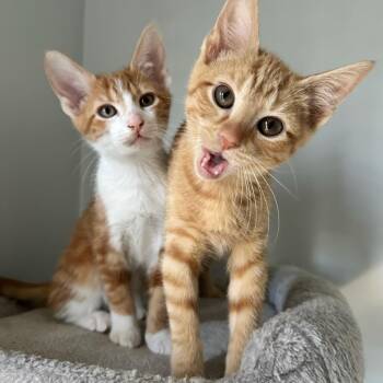 Rescue Domestic Short Hair Cats for Adoption in Dickson, Tennessee - Walker | PetCurious