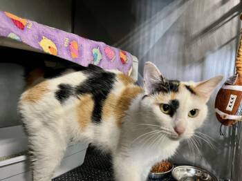 Rescue Domestic Short Hair Cats for Adoption in Marshall, North Carolina - Buttercup | PetCurious