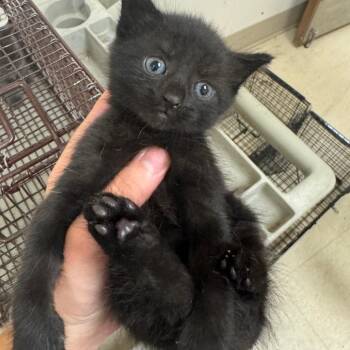 Salem -  Domestic Short Hair Cat for Adoption in Lake Panasoffkee, Florida - Salem | PetCurious