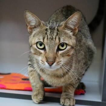 Roald -  Domestic Short Hair Cat for Adoption in Sarasota, Florida - Roald | PetCurious