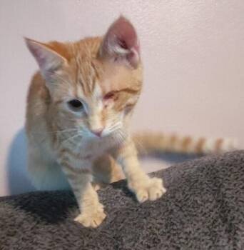 Wilma -  Domestic Short Hair Cat for Adoption - Wilma | PetCurious