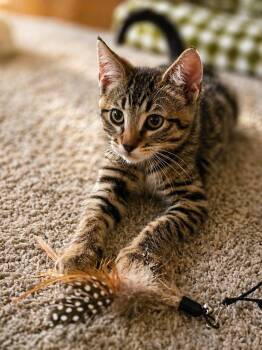 Skippy -  Domestic Short Hair Cat Available for Adoption in Medford, Oregon - Skippy | PetCurious