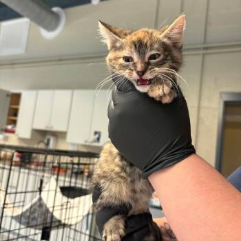 Domestic Short Hair Cats Available for Adoption - Spicy | PetCurious