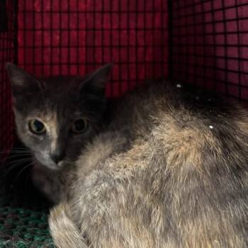 Monarch - Bonded With Firefly -  Domestic Short Hair Cat for Adoption in Des Moines, Iowa - Monarch - Bonded With Firefly | PetCurious