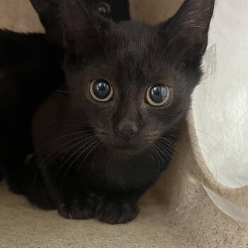 Noche -  Domestic Short Hair Cat for Adoption in Philadelphia, Pennsylvania - Noche | PetCurious