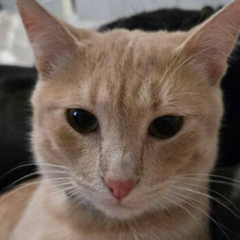 Rescue Tabby Cats for Adoption in St. George, Utah - Brad Pitt | PetCurious