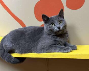 Rescue Domestic Short Hair Cats for Adoption in Maryville, Missouri - Ashley | PetCurious