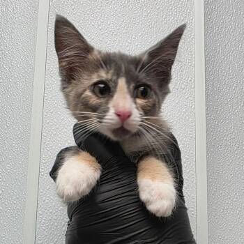 Coconut Cream Pie -  Domestic Medium Hair Cat for Adoption in Abilene, Texas - Coconut Cream Pie | PetCurious