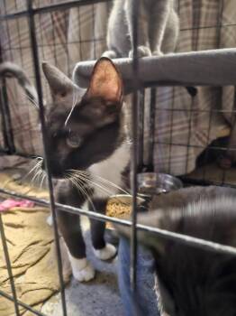Natasha - Gentle & Friendly -  Domestic Short Hair Cat for Adoption in Quentin, Pennsylvania - Natasha - Gentle & Friendly | PetCurious