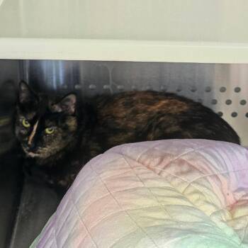 Madam All Spice NM -  Domestic Short Hair Cat for Adoption in Denver, Colorado - Madam All Spice NM | PetCurious
