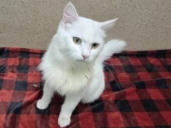 Turkish Angora Cats Available for Adoption - ANGELIQUE | PetCurious