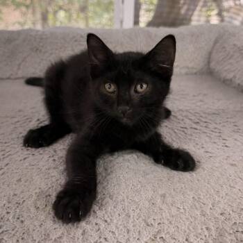 Void -  Domestic Medium Hair Cat for Adoption in Boerne, Texas - Void | PetCurious