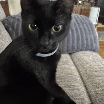 Rescue Domestic Short Hair Cats for Adoption in Syracuse, New York - Beauty | PetCurious