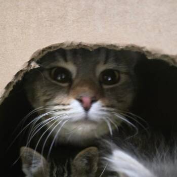 Domestic Short Hair Cats Available for Adoption in Idaho Falls, Idaho - Sabrina Carpenter | PetCurious