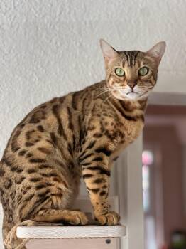 Rescue Bengal Cats for Adoption in Anaheim, California - Puma | PetCurious