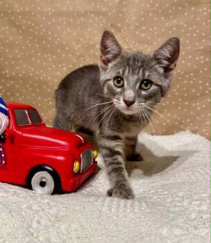 Scoot -  Domestic Short Hair Cat for Adoption in Groveland, Massachusetts - Scoot | PetCurious